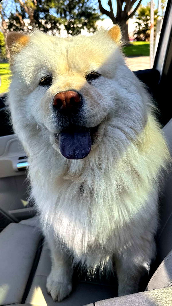 chloerosenbaum image ~ Altpins