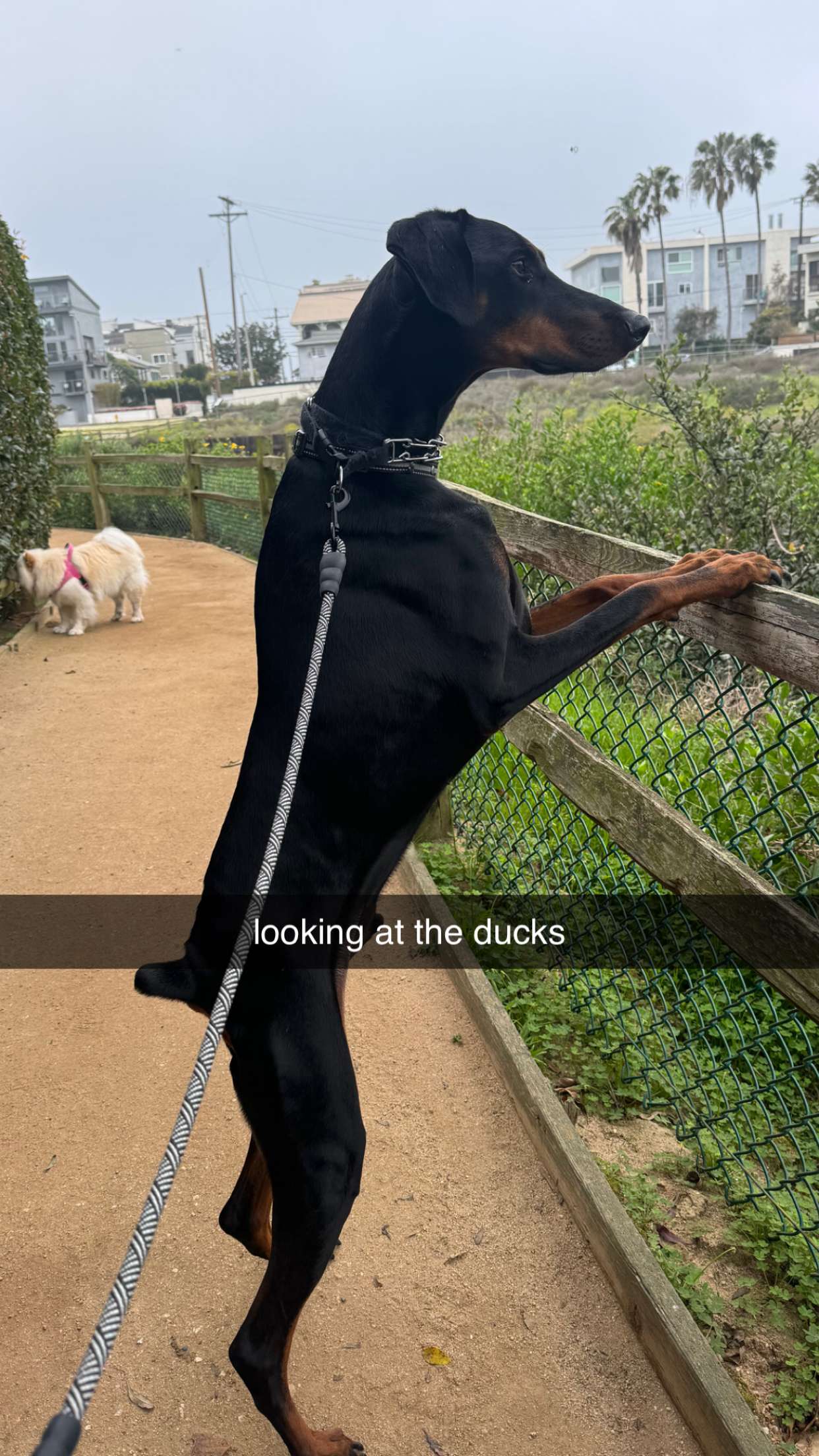 chloerosenbaum snapchat image archive image