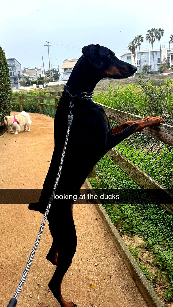 chloerosenbaum image ~ Altpins