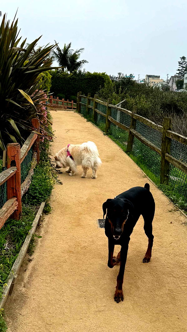 chloerosenbaum image ~ Altpins