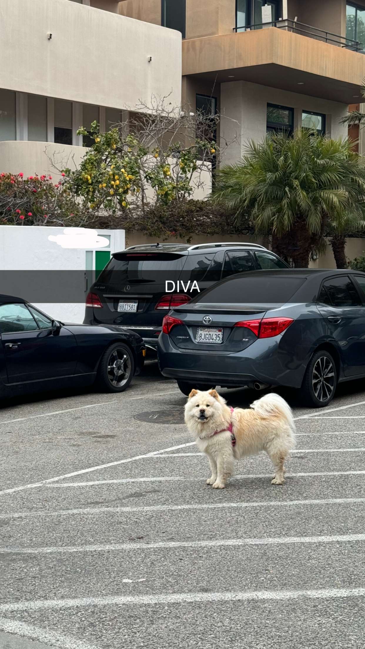 chloerosenbaum snapchat image archive image