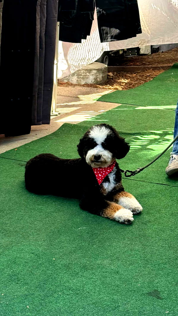 chloerosenbaum image ~ Altpins