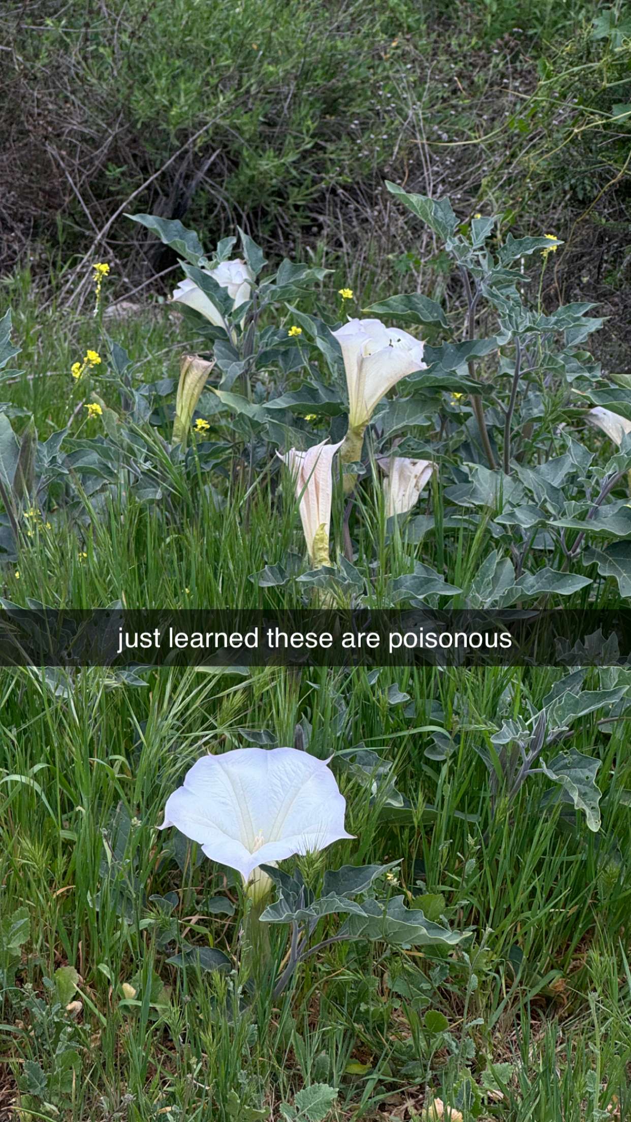 chloerosenbaum snapchat image archive image