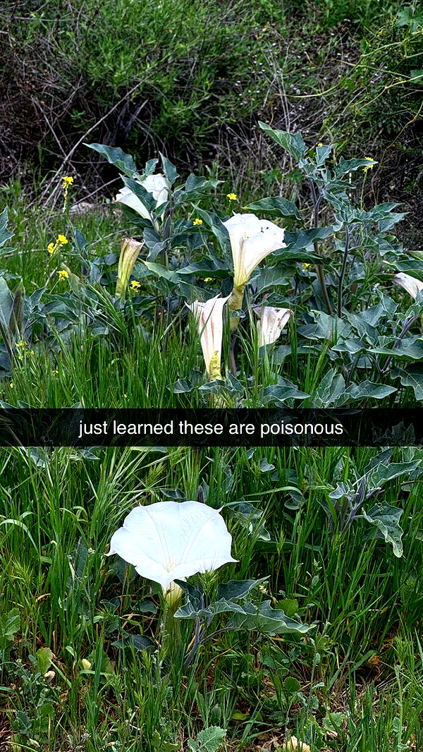 chloerosenbaum image ~ Altpins