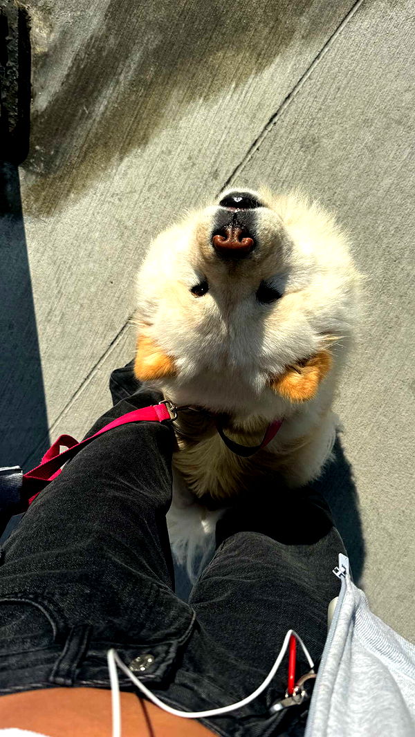 chloerosenbaum image ~ Altpins