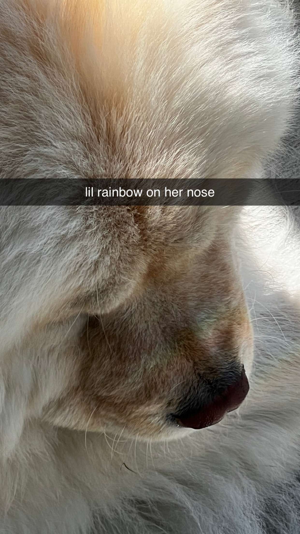 chloerosenbaum snapchat image archive image