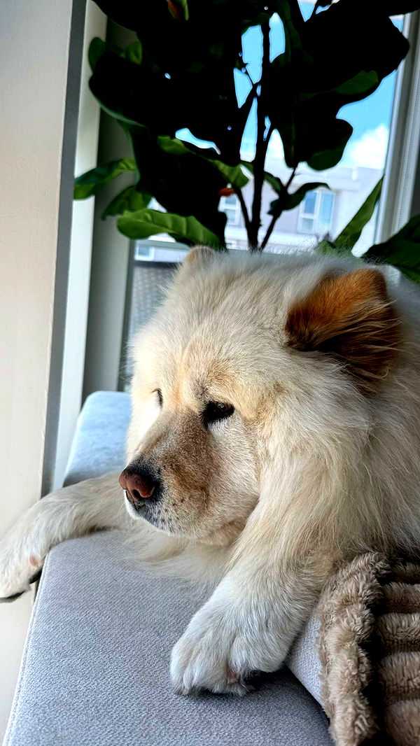 chloerosenbaum image ~ Altpins