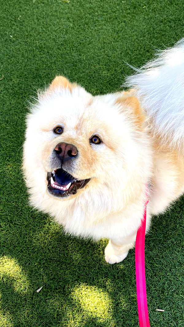 chloerosenbaum image ~ Altpins