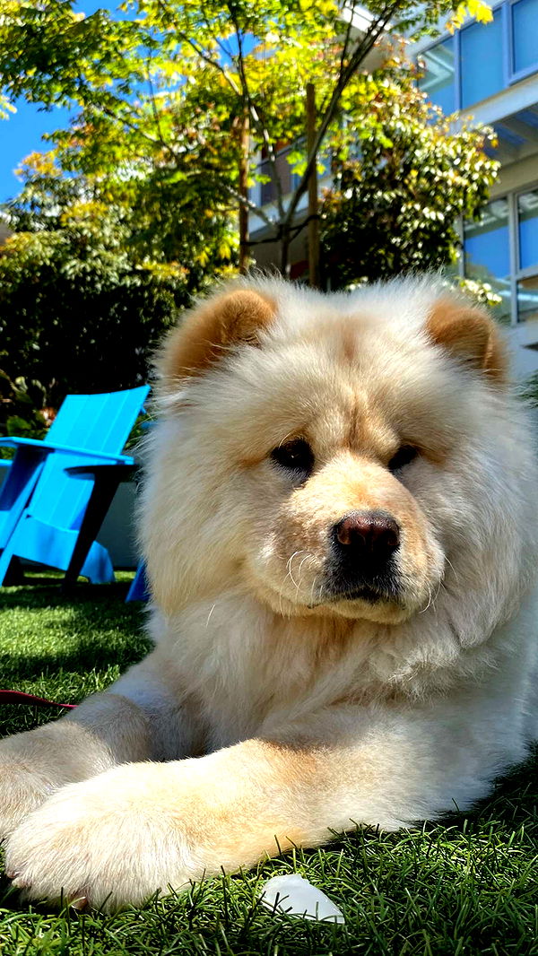 chloerosenbaum image ~ Altpins