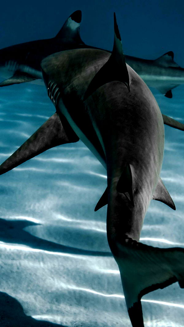 chloerosenbaum image ~ Altpins