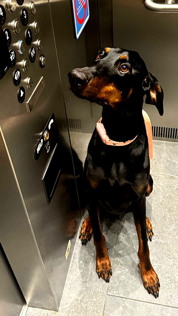 chloerosenbaum image ~ Altpins