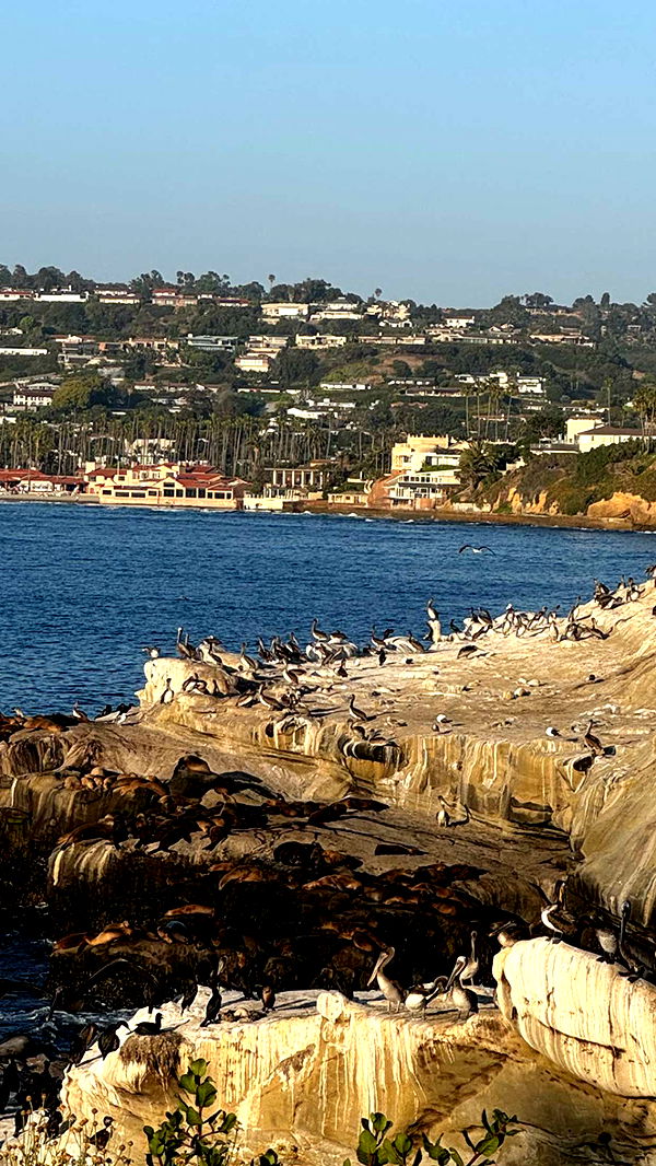 chloerosenbaum image ~ Altpins