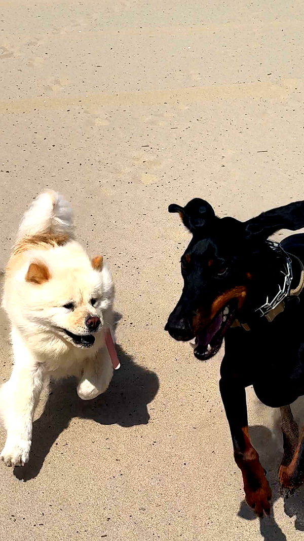 chloerosenbaum image ~ Altpins