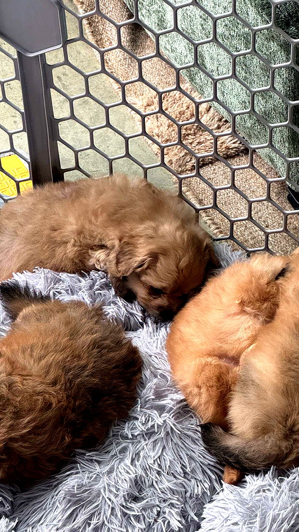 chloerosenbaum image ~ Altpins