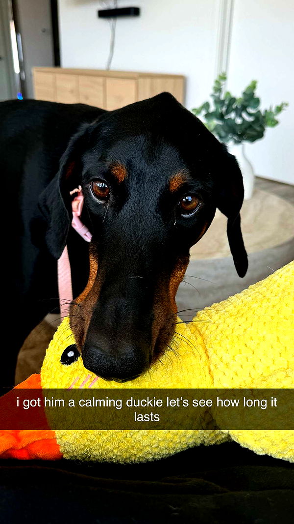 chloerosenbaum image ~ Altpins