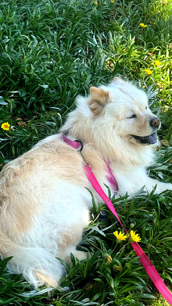 chloerosenbaum image ~ Altpins