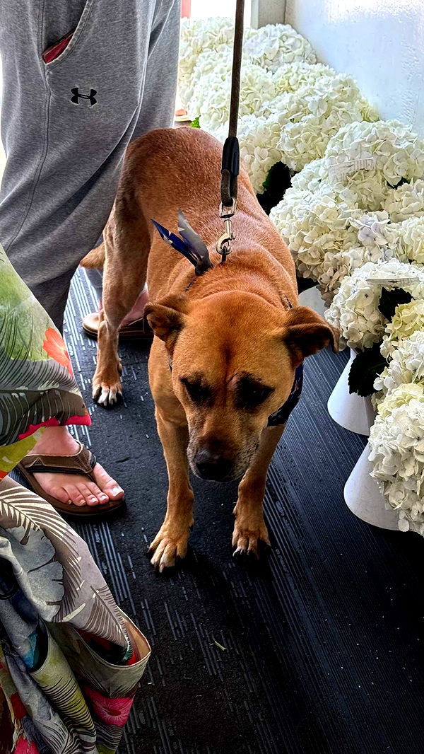 chloerosenbaum image ~ Altpins