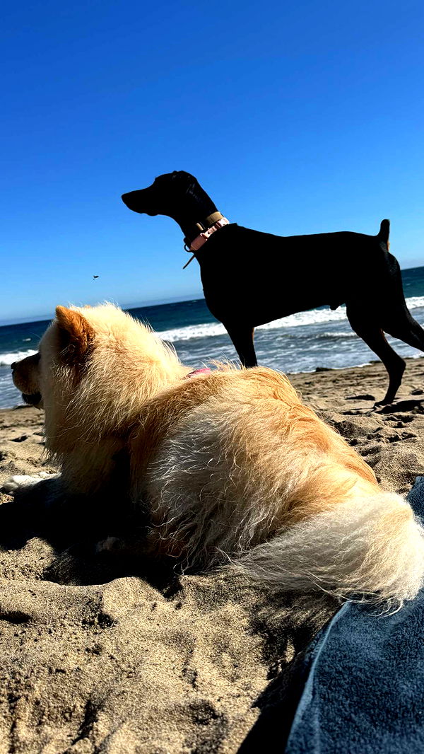 chloerosenbaum image ~ Altpins