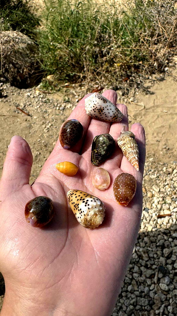 chloerosenbaum image ~ Altpins