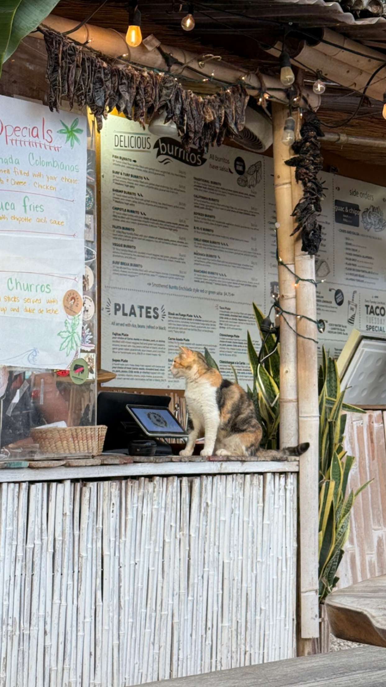 chloerosenbaum snapchat image archive image