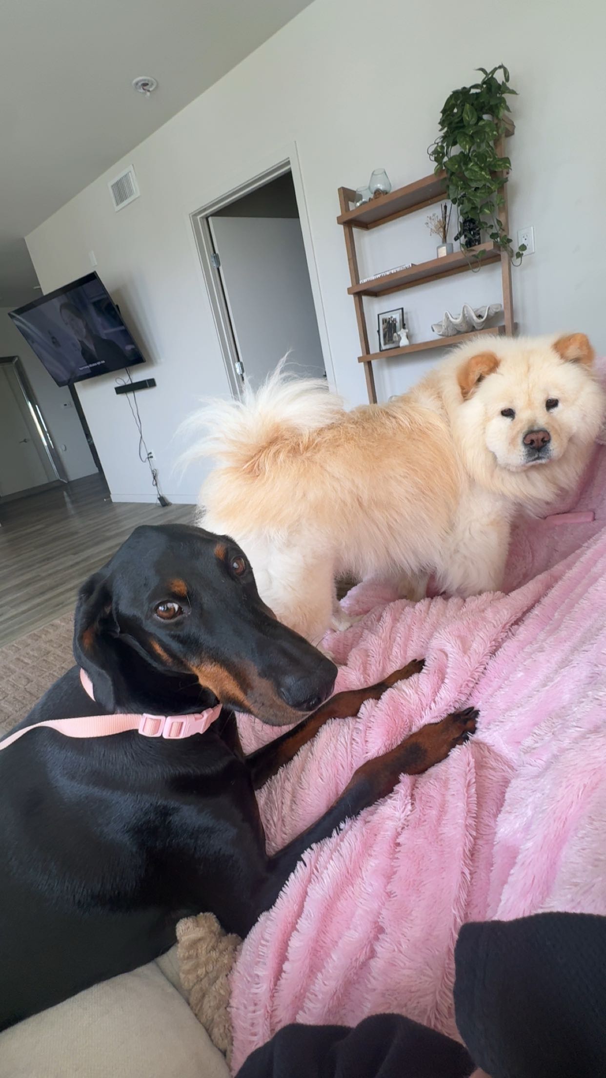 chloerosenbaum snapchat image archive image