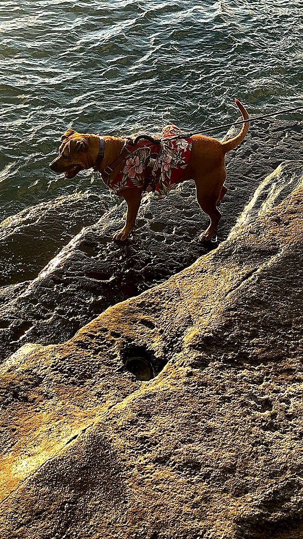 chloerosenbaum image ~ Altpins