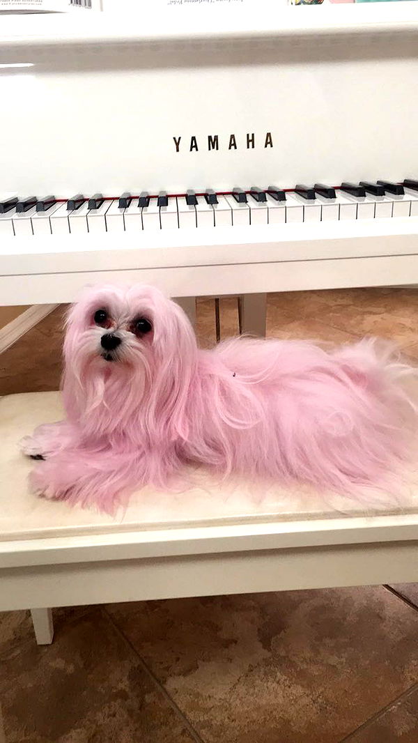 chloerosenbaum image ~ Altpins