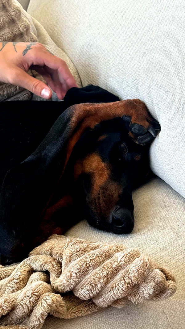 chloerosenbaum image ~ Altpins