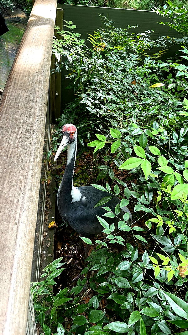 chloerosenbaum image ~ Altpins