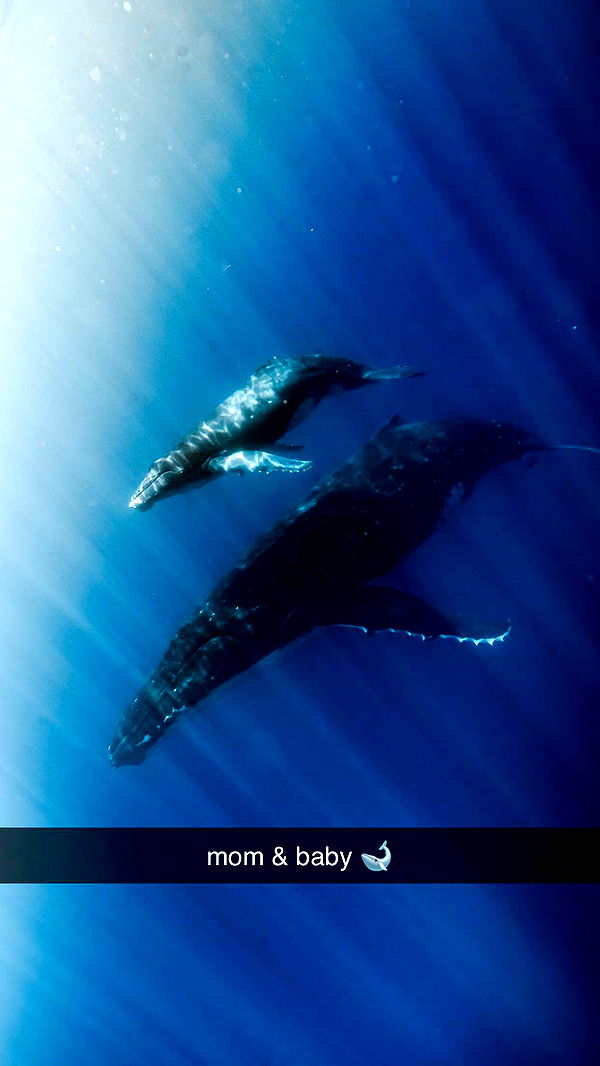 chloerosenbaum image ~ Altpins