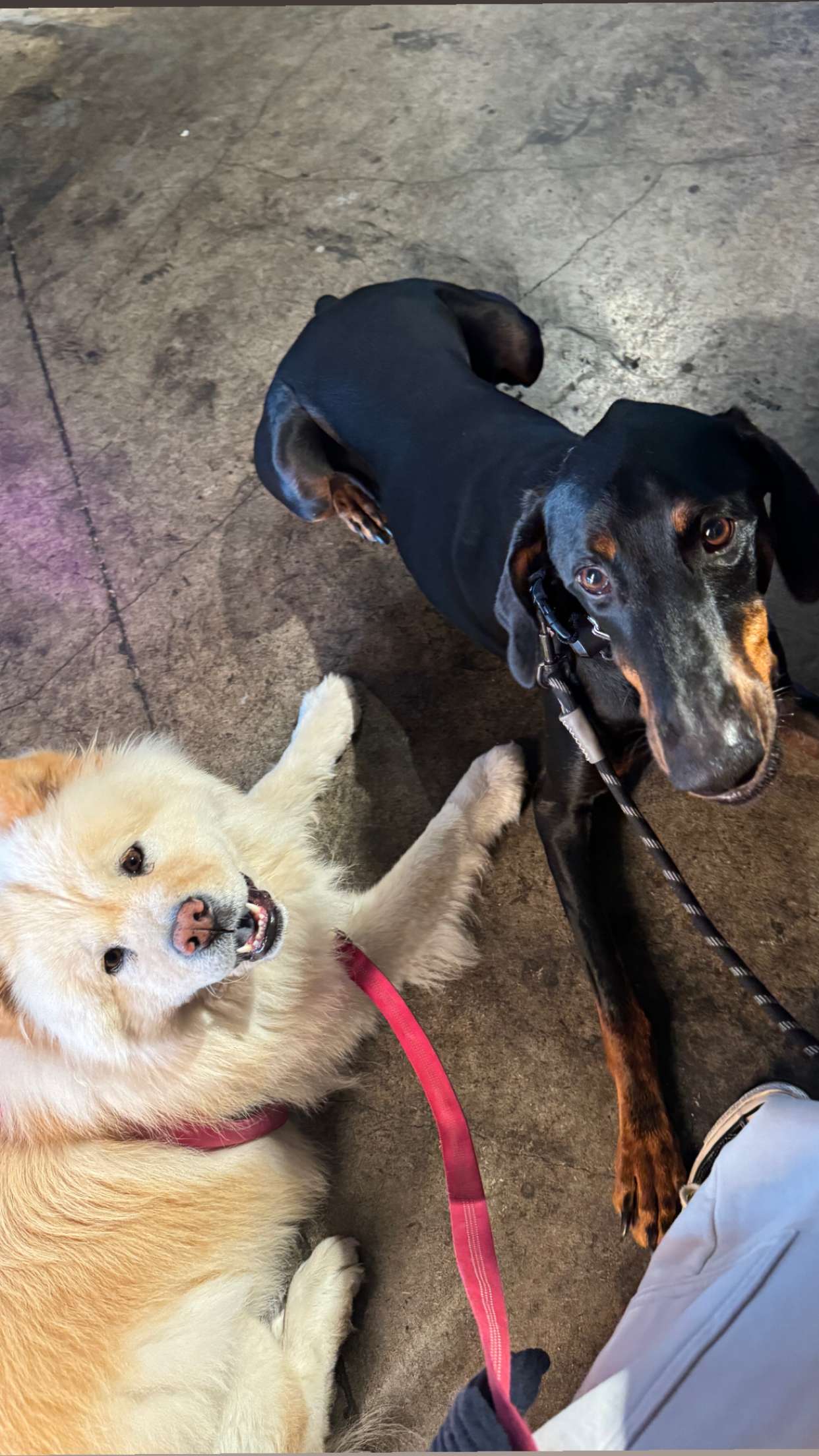 chloerosenbaum snapchat image archive image