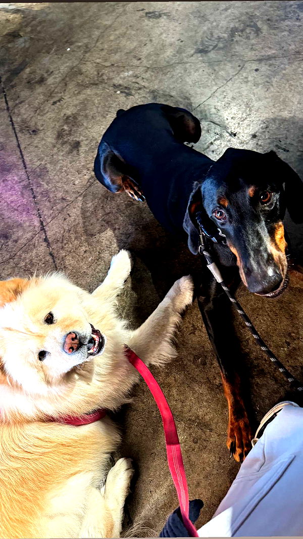 chloerosenbaum image ~ Altpins