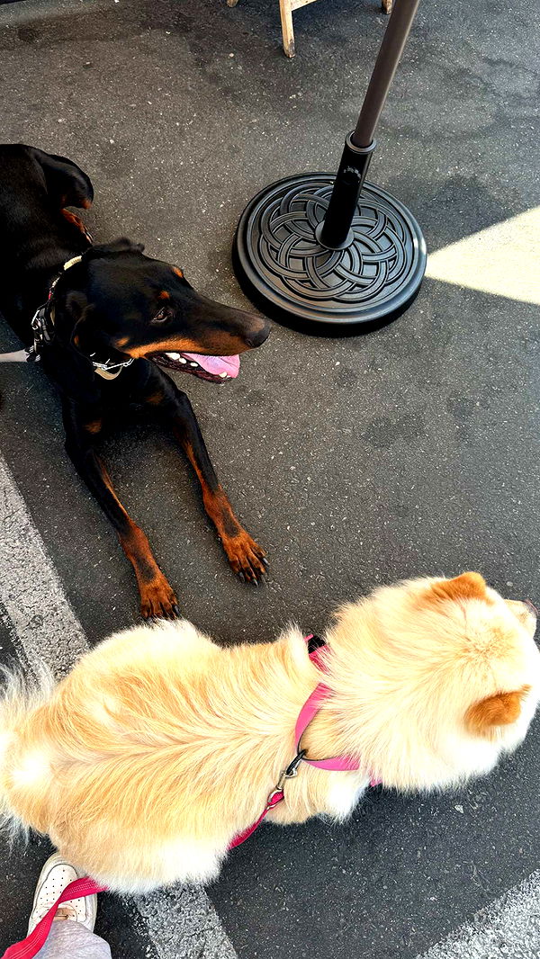 chloerosenbaum image ~ Altpins