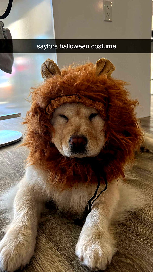 chloerosenbaum image ~ Altpins