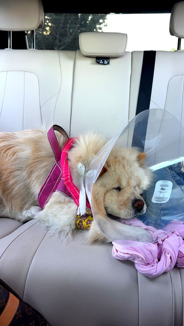 chloerosenbaum image ~ Altpins