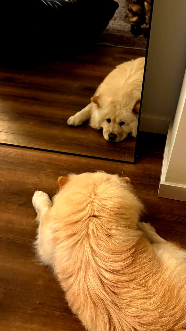 chloerosenbaum image ~ Altpins