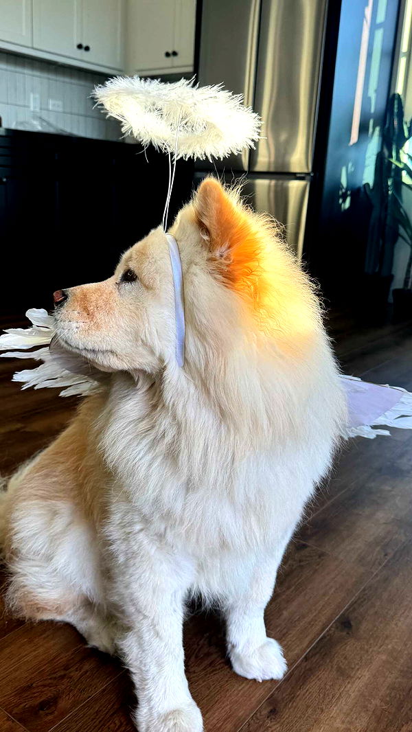 chloerosenbaum image ~ Altpins