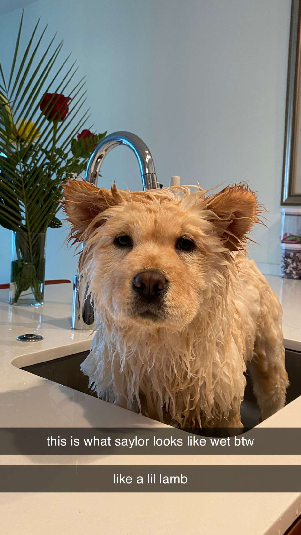 chloerosenbaum snapchat image archive image