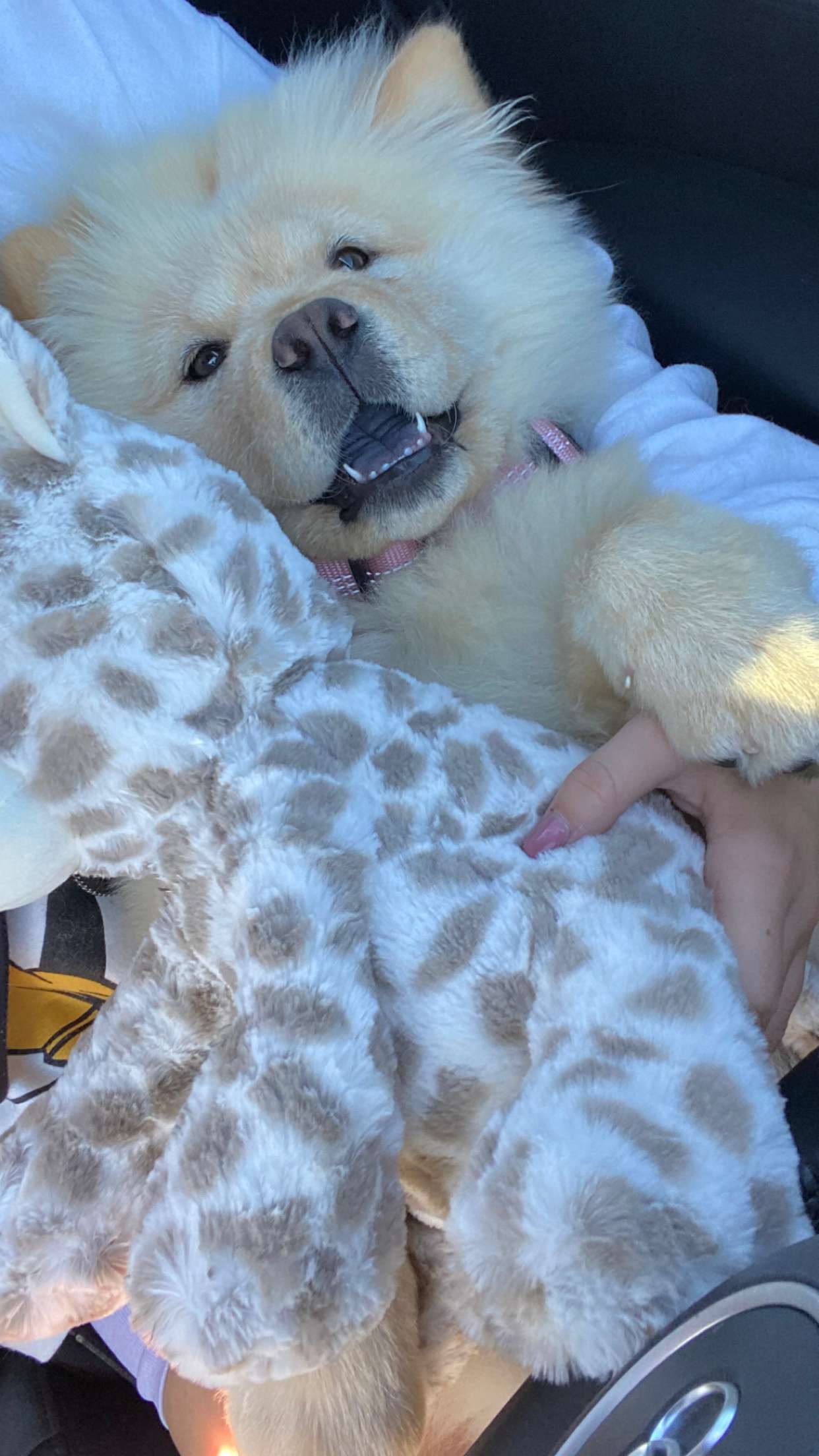 chloerosenbaum snapchat image archive image