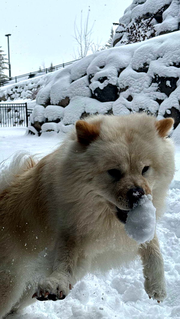 chloerosenbaum image ~ Altpins