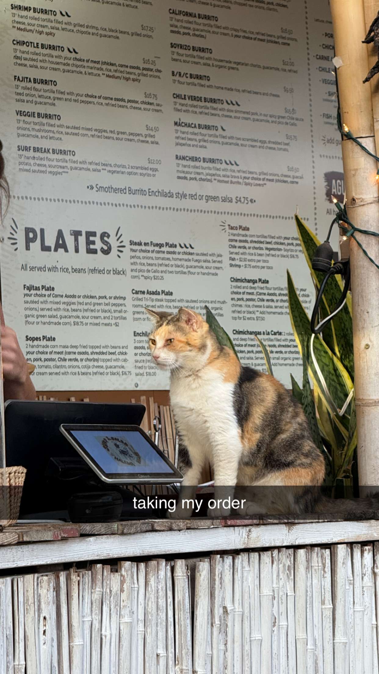 chloerosenbaum snapchat image archive image