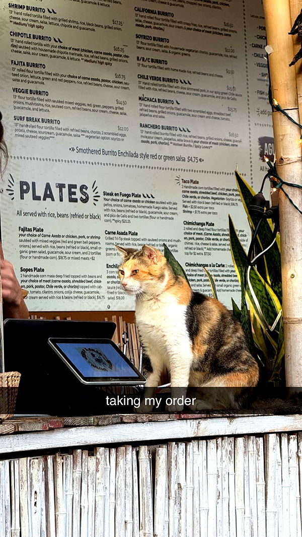 chloerosenbaum image ~ Altpins