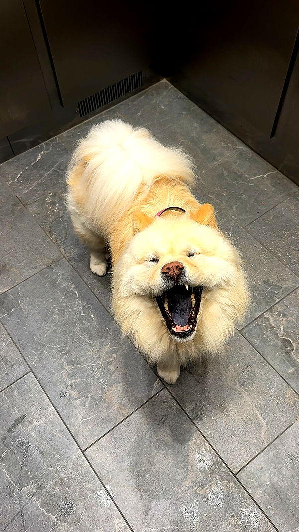 chloerosenbaum image ~ Altpins