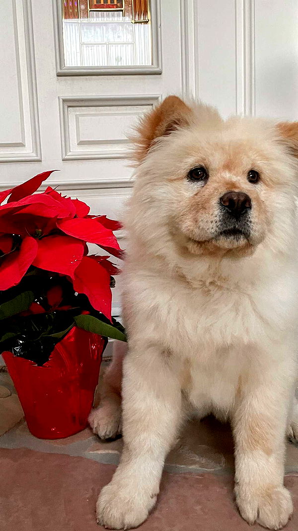 chloerosenbaum image ~ Altpins