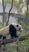 ciaoxxw Altpins Profile Picture