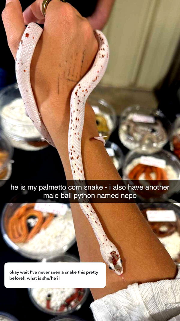 corinnakopf snapchat image archive image