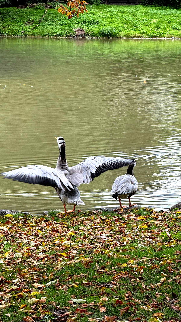 corinnakopf image ~ Altpins