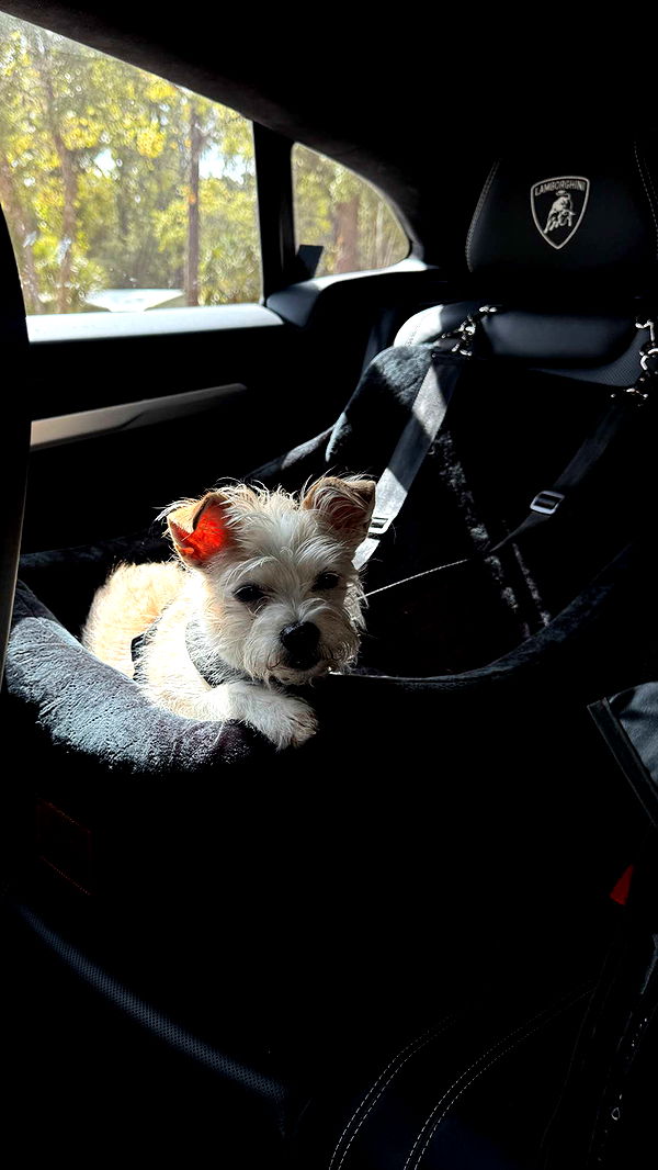 corinnakopf image ~ Altpins