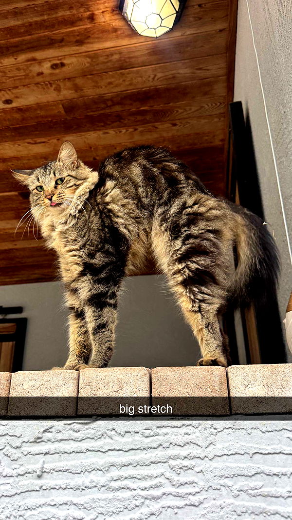 corinnakopf image ~ Altpins