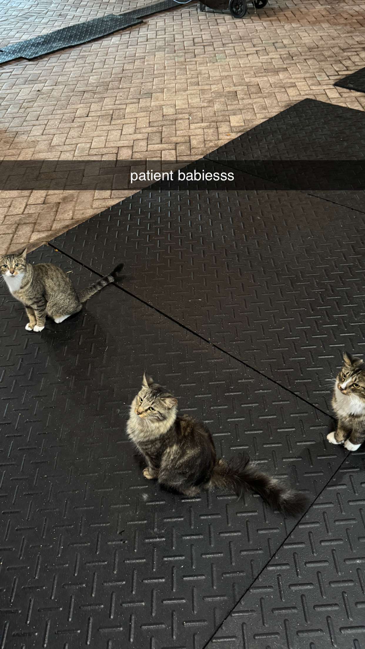 corinnakopf snapchat image archive image